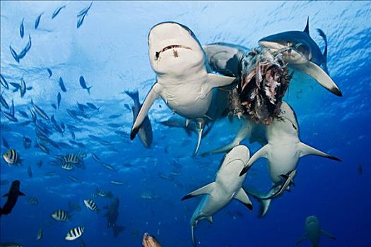 密克罗尼西亚,灰礁鲨,黑尾真鲨,吃,诱饵