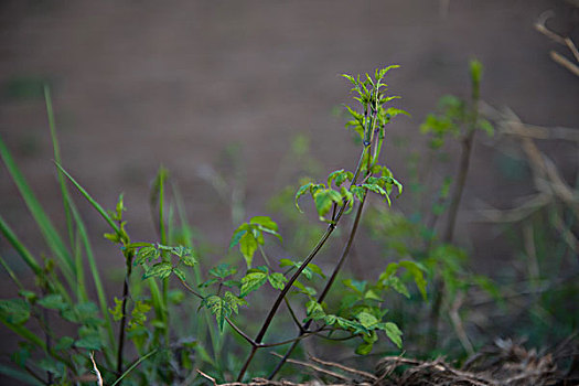 野草野菜黑狗筋绿色植物