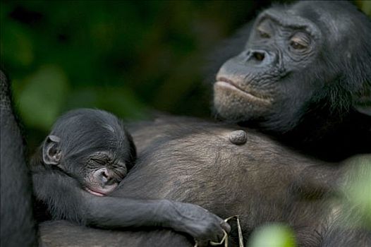 倭黑猩猩,雌性,诞生,黑猩猩,刚果