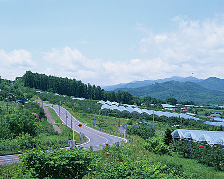 小路,水果,果园,樱桃