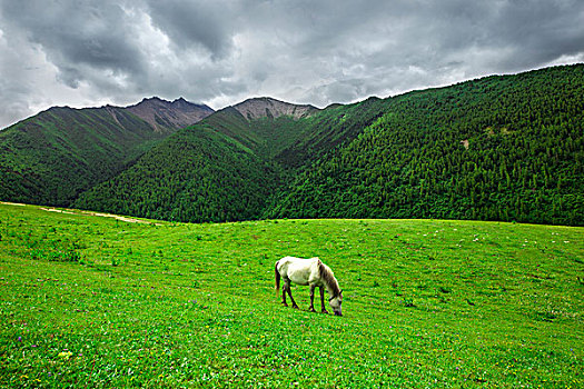 夏天的山野四姑娘山