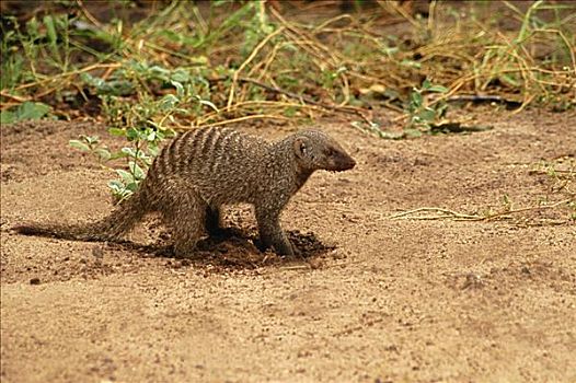 猫鼬,挖,树林,乔贝国家公园,博茨瓦纳