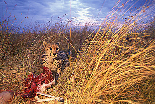 非洲,肯尼亚,马塞马拉野生动物保护区,成年,女性,印度豹,猎豹,瞪羚,杀,高草