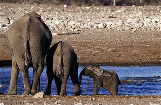 大象,家族,非洲象,水坑,埃托沙国家公园,纳米比亚
