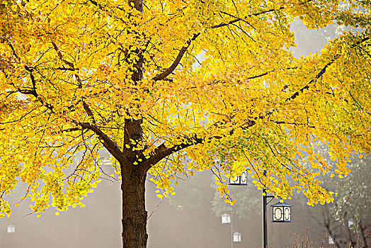 汉中门广场的银杏树