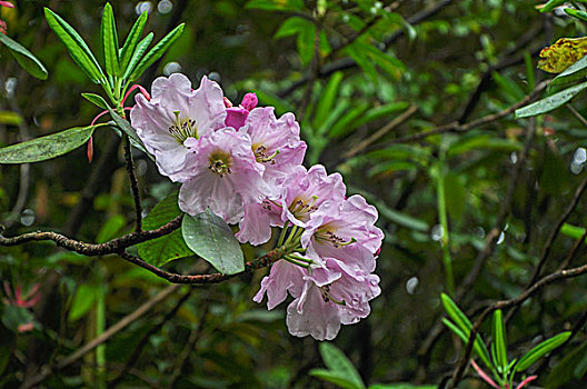 高山杜鹃花