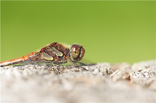 条斑赤蜻