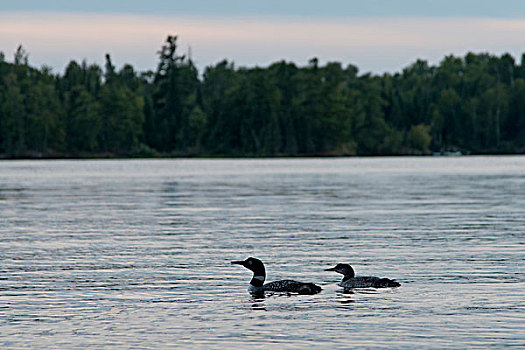 潜鸟,湖,木头,安大略省,加拿大