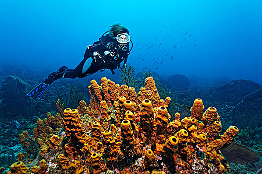 水中呼吸器,潜水,看,礁石,排列,黄色,海绵,小,多巴哥岛,斯佩塞德,特立尼达和多巴哥,小安的列斯群岛,加勒比海