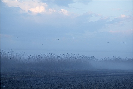 雾状,荒野,风景,深蓝,灰色,鸟