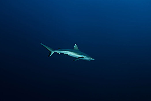 灰礁鲨,黑尾真鲨,深海,印度洋,马尔代夫,亚洲