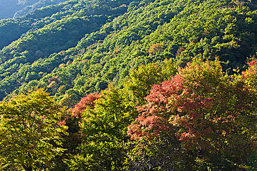 山坡,植被,自然,风光,本溪,湖里村,秋季,红叶,色彩,艳丽