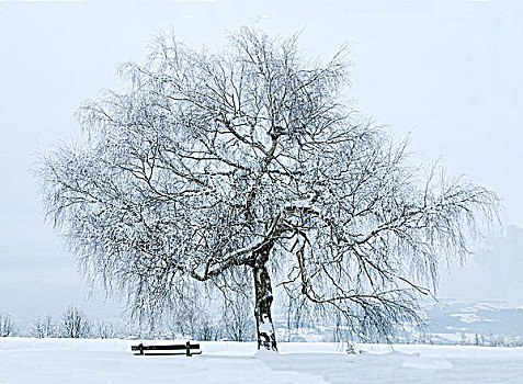 长椅,桦树,雪中