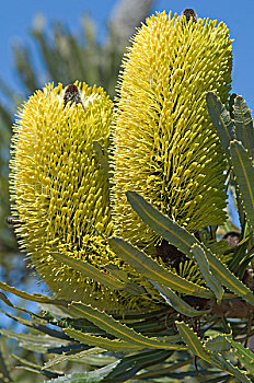烛台,拔克西木属,花序,一对,河,国家,公园,西澳大利亚州,澳大利亚