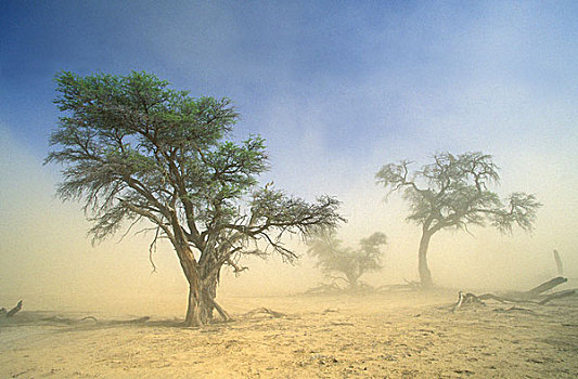 卡拉哈迪大羚羊国家公园,沙暴,卡拉哈里沙漠,北开普,南非,非洲