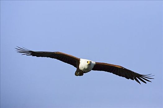 非洲鱼鹰,吼海雕,飞行,高处,博茨瓦纳,非洲