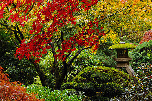 秋天,波特兰,日式庭园,美国