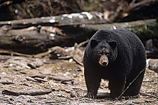 黑熊,大熊雨林,不列颠哥伦比亚省,加拿大