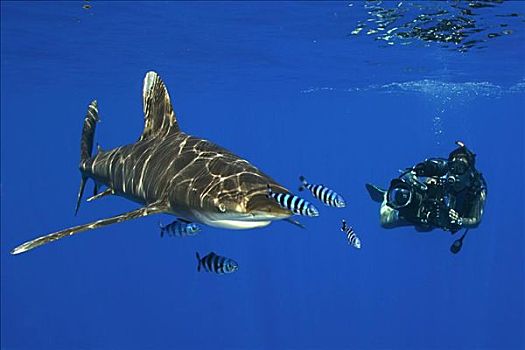 夏威夷,灰三齿鲨,鲎鲛,潜水,摄影师,使用,向上