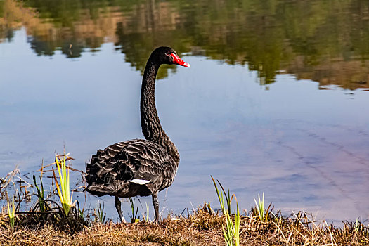 湿地生态园野生涉水动物一只黑天鹅