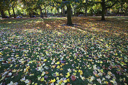 英格兰,伦敦,绿色公园,秋叶