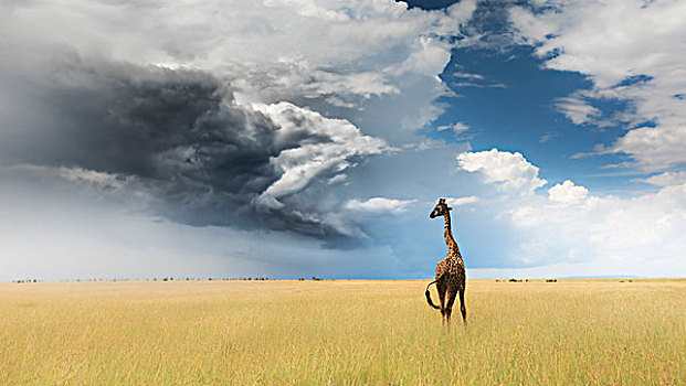 长颈鹿,马塞马拉野生动物保护区,肯尼亚