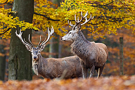 赤鹿,鹿属,鹿,野生动植物园,莱茵兰普法尔茨州,德国,欧洲