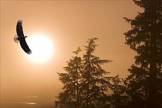 白头鹰,高处,通加斯国家森林,日出,阿拉斯加,合成效果