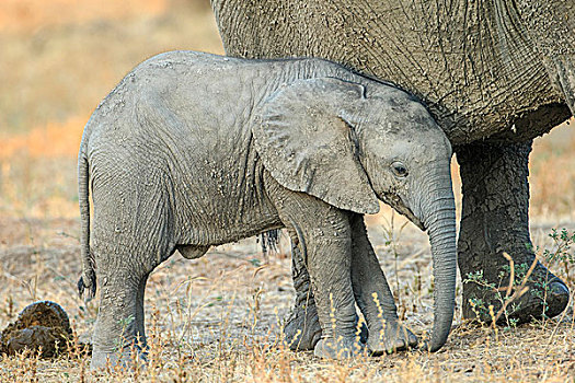 非洲象,幼兽,倚靠,南卢安瓜国家公园,赞比亚,非洲