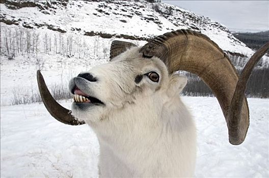 特写,野大白羊,育空地区,加拿大,冬天