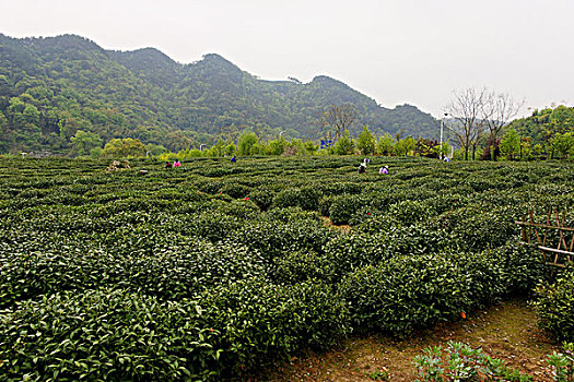 西湖茶乡,龙井