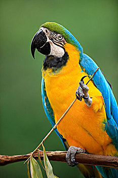 金刚鹦鹉,黄蓝金刚鹦鹉,成年,南美