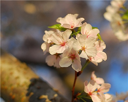 樱花,花