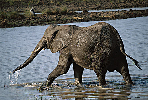 坦桑尼亚,大象,非洲象,国家公园,大幅,尺寸