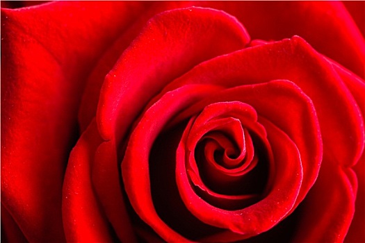 特写,花,红玫瑰,背景