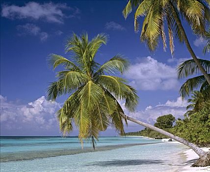 棕榈树,海滩,悬挂,上方,水,马尔代夫,印度洋