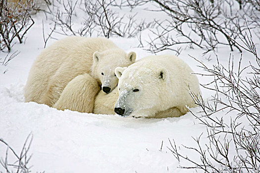 北极熊,雌性,幼兽,丘吉尔市,曼尼托巴,加拿大