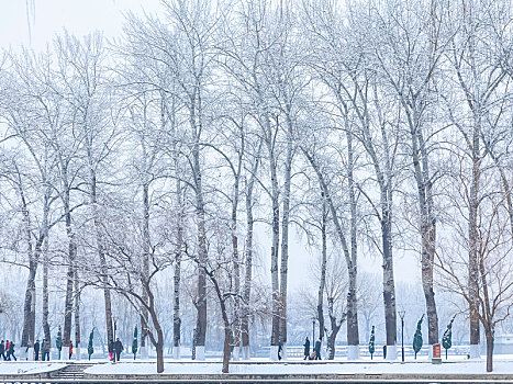 玉渊潭冬雪