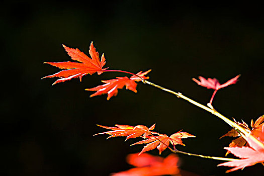 红叶,植被,自然,风光,本溪,湖里村,秋季,透射,逆光,色彩,艳丽