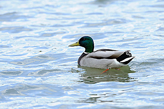 雄性绿头鸭,野鸭子,绿头鸭,在水中游泳,巴伐利亚,德国