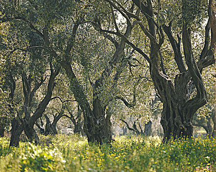 希腊,橄榄林,橄榄树,2000年,岁月,老,作家,欧洲,东南欧,1000年,树干