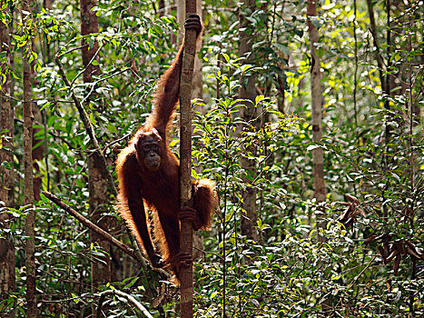 猩猩,黑猩猩,树上,婆罗洲,马来西亚