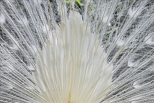 羽毛,孔雀,变异,蓝色,白化体,蓝孔雀,植物园,丰沙尔,马德拉岛,葡萄牙