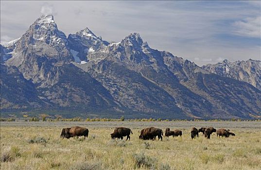 美洲野牛,野牛,牧群,放牧,大台顿国家公园,怀俄明