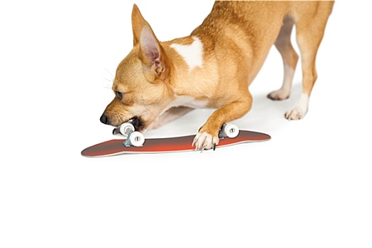 可爱,狗,咀嚼,滑板,玩具