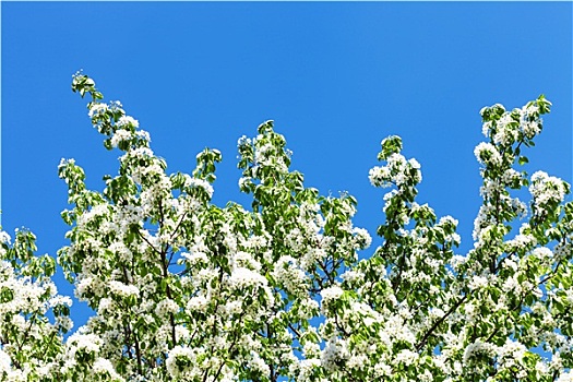 枝条,花,苹果树,蓝天