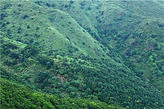 绿色植物,山