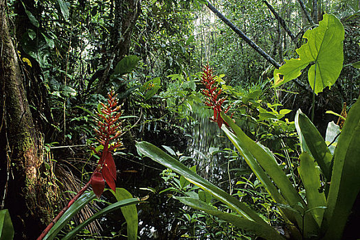 厄瓜多尔,亚马逊盆地,靠近,雨林,凤梨科植物,花,附生植物