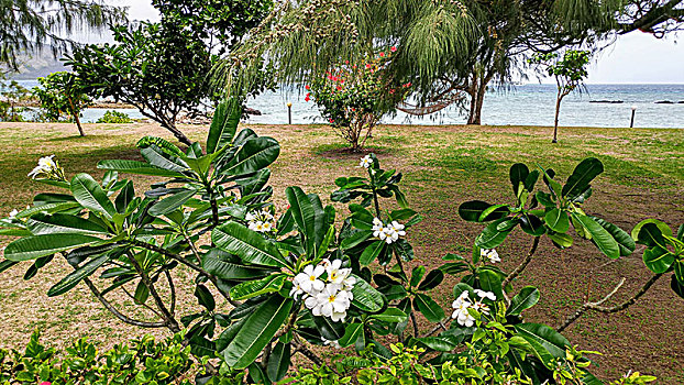 吊床,海滩,围绕,花,树,斐济