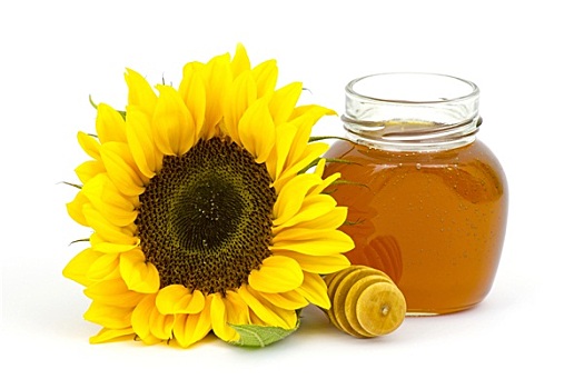 蜂蜜,向日葵,白色背景,背景
